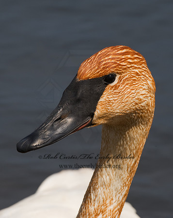 Cygnus buccinator  TRUMPETER SWAN 8002101