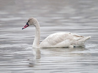 Cygnus columbianus TUNDRA SWAN 6029201