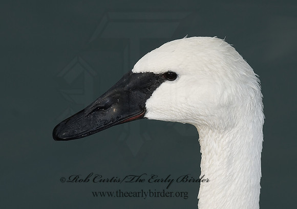 Cygnus buccinator  TRUMPETER SWAN 6018782