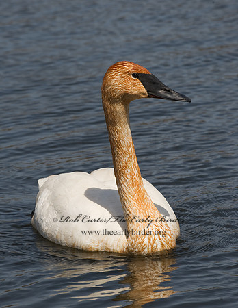Cygnus buccinator  TRUMPETER SWAN 8002099