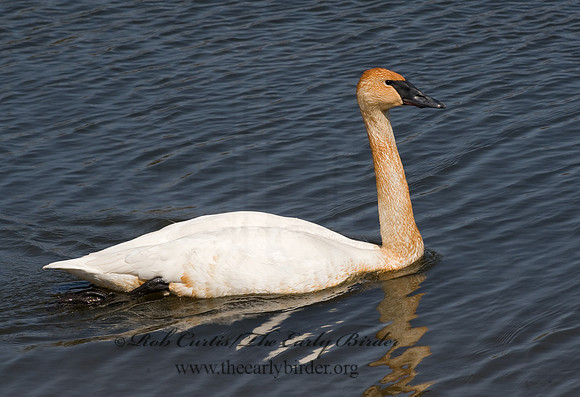 Cygnus buccinator  TRUMPETER SWAN 8002094