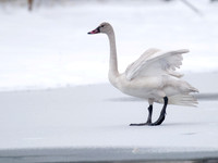 Cygnus columbianus TUNDRA SWAN 6029233