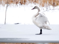 Cygnus columbianus TUNDRA SWAN 6029236