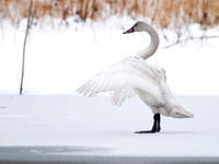 Cygnus columbianus TUNDRA SWAN 6029237