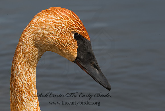 Cygnus buccinator  TRUMPETER SWAN 8002106