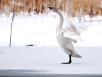 Cygnus columbianus TUNDRA SWAN 6029239