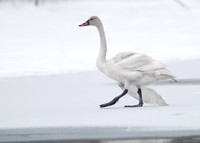 Cygnus columbianus TUNDRA SWAN 6029234