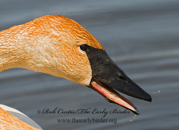 Cygnus buccinator  TRUMPETER SWAN 8002118