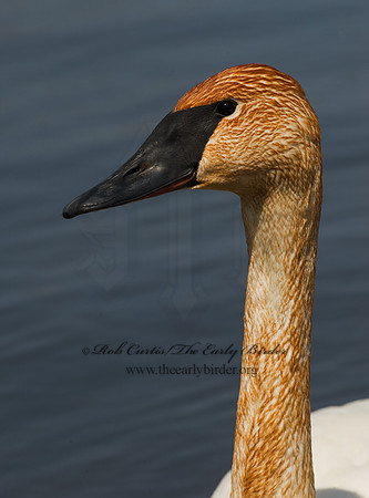 Cygnus buccinator  TRUMPETER SWAN 8002114