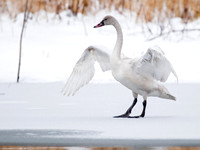 Cygnus columbianus  TUNDRA SWAN 6029240