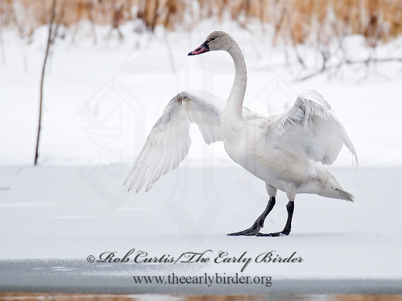 Cygnus columbianus  TUNDRA SWAN 6029240