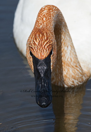 Cygnus buccinator  TRUMPETER SWAN 8002122