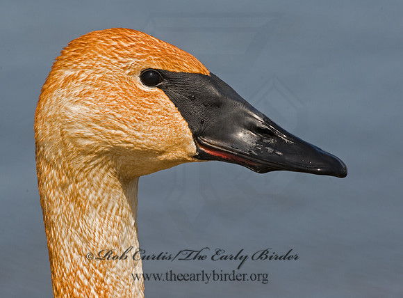 Cygnus buccinator  TRUMPETER SWAN 8002120