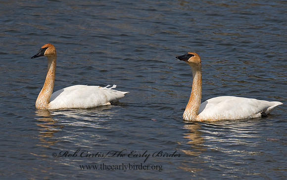 Cygnus buccinator  TRUMPETER SWAN 8002130