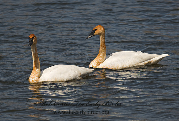 Cygnus buccinator  TRUMPETER SWAN 8002136