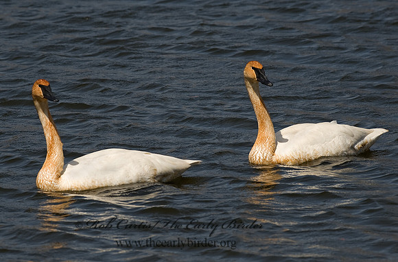 Cygnus buccinator  TRUMPETER SWAN 8002134