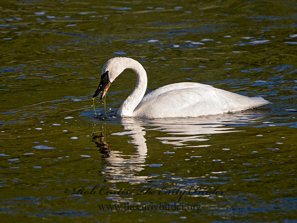Cygnus buccinator  TRUMPETER SWAN 9061157