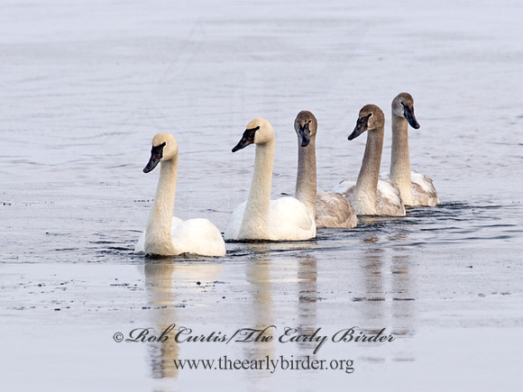 Cygnus buccinator  TRUMPETER SWAN 9018887