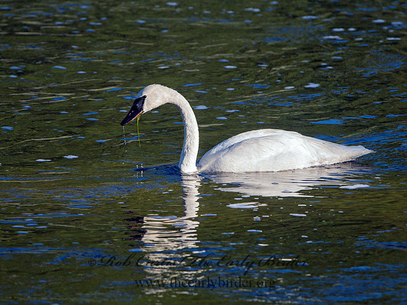 Cygnus buccinator  TRUMPETER SWAN 9061159