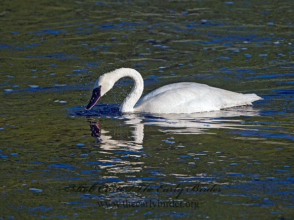 Cygnus buccinator  TRUMPETER SWAN 9061162