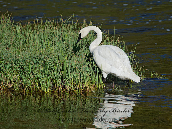 Cygnus buccinator  TRUMPETER SWAN 9061177