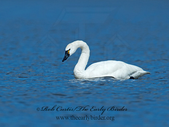 Cygnus columbianus  TUNDRA SWAN 9009757