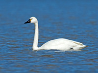 Cygnus columbianus TUNDRA SWAN 9009782