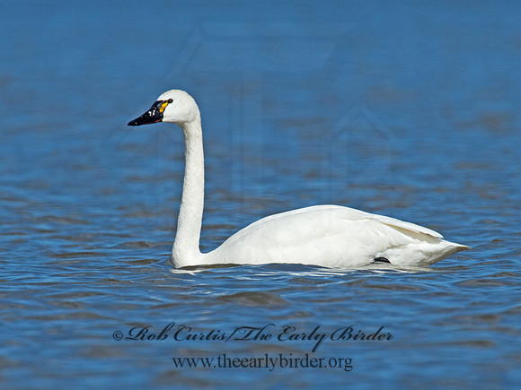 Cygnus columbianus  TUNDRA SWAN 9009782
