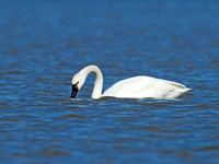 Cygnus columbianus TUNDRA SWAN 9009784