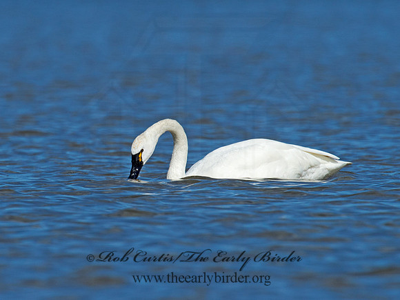 Cygnus columbianus  TUNDRA SWAN 9009784