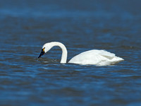 Cygnus columbianus TUNDRA SWAN 9009797