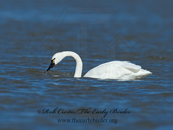 Cygnus columbianus  TUNDRA SWAN 9009797
