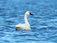 Cygnus columbianus TUNDRA SWAN 9009798