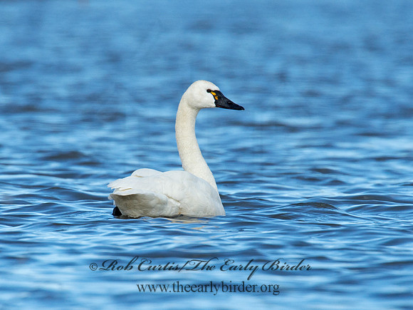 Cygnus columbianus  TUNDRA SWAN 9009798
