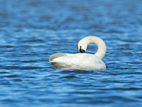 Cygnus columbianus TUNDRA SWAN 9009799