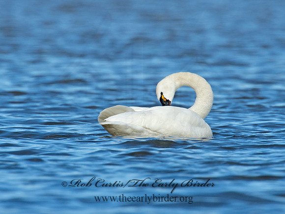 Cygnus columbianus  TUNDRA SWAN 9009799
