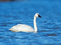 Cygnus columbianus TUNDRA SWAN 9009812