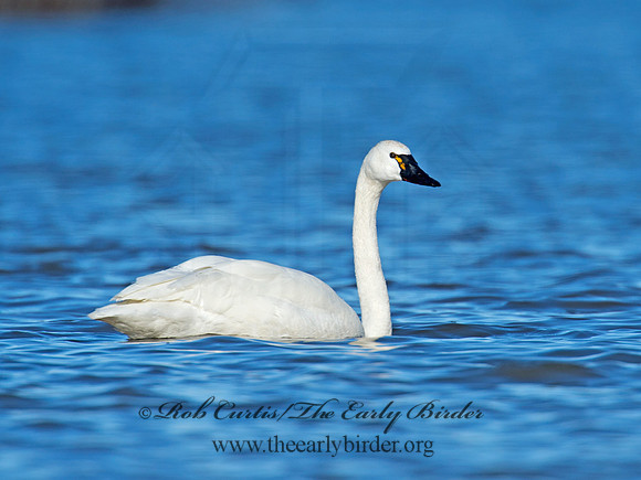 Cygnus columbianus  TUNDRA SWAN 9009812