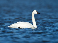 Cygnus columbianus TUNDRA SWAN 9009818
