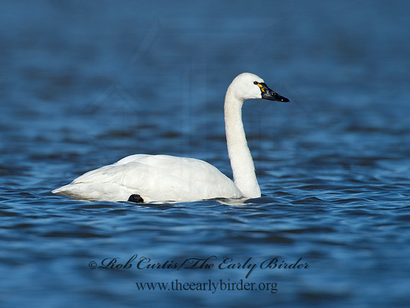 Cygnus columbianus  TUNDRA SWAN 9009818