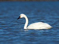 Cygnus columbianus TUNDRA SWAN 9009814