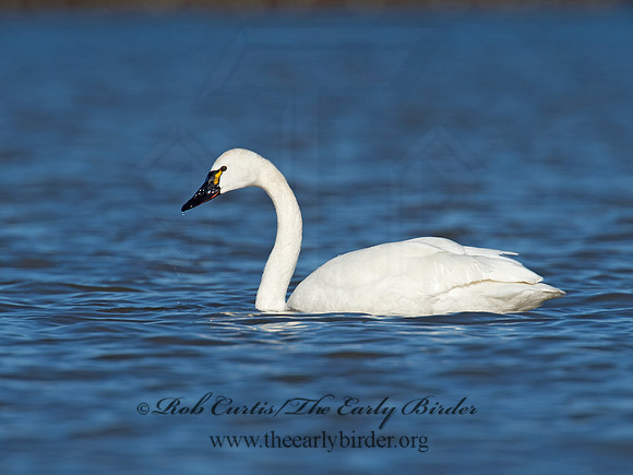 Cygnus columbianus  TUNDRA SWAN 9009814