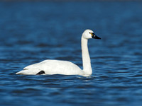 Cygnus columbianus TUNDRA SWAN 9009825