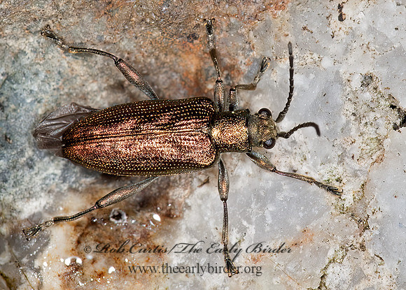 Donacia subtilis group  AQUATIC LEAF BEETLE 8034443z