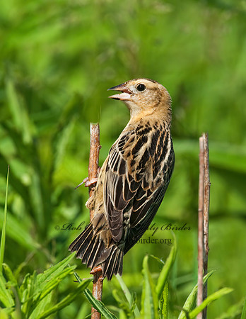 Dolichonyx oryzivorus  BOBOLINK 3008445z