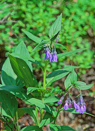 Mertensia paniculata  NORTHERN BLUEBELL 242907z