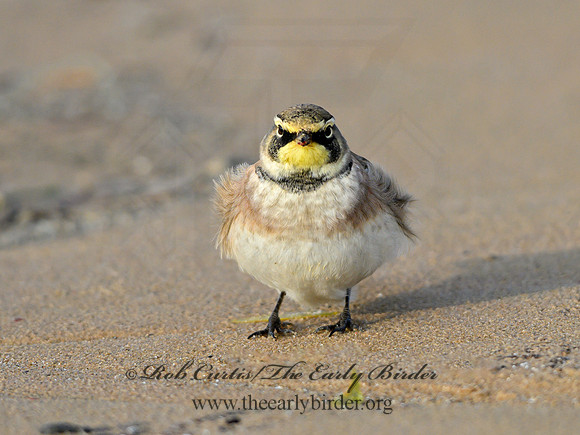 Eremophila alpestris  HORNED LARK 1307915