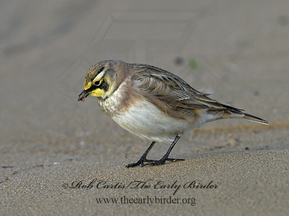 Eremophila alpestris  HORNED LARK 1307937