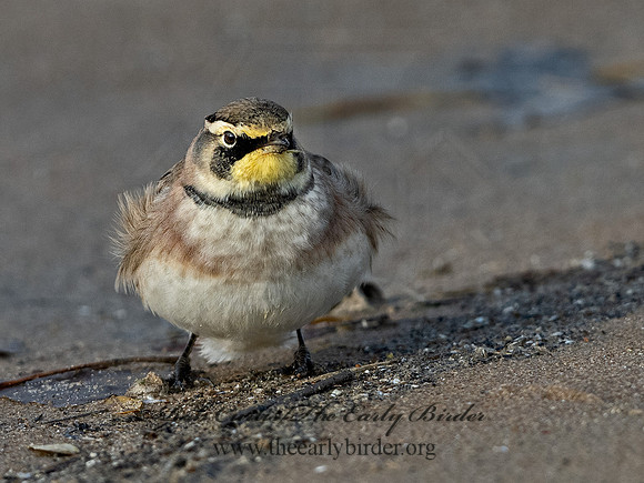 Eremophila alpestris  HORNED LARK 1307944