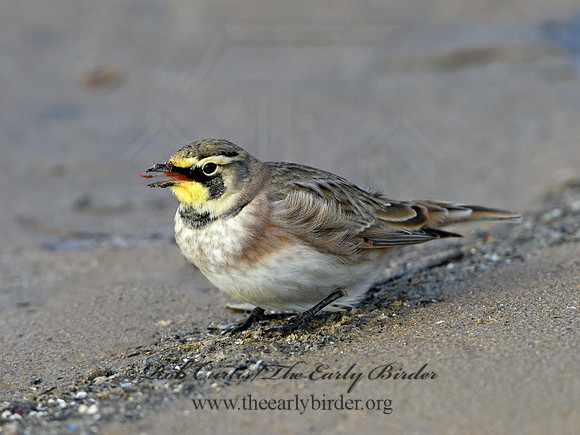 Eremophila alpestris  HORNED LARK 1307918